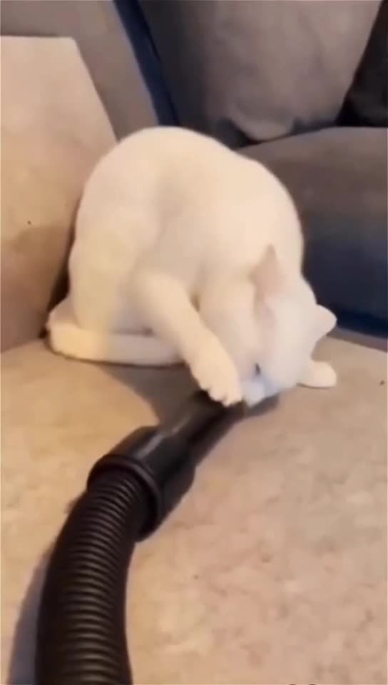 Funny Cats and Dogs😁😁♥️