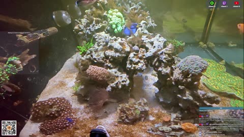 24/7 Real Live Reef Stream