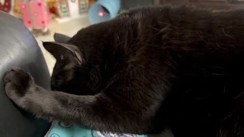 Cute Precious Piper Uses All Her Strength - My Adopted Shelter Cat Vlog