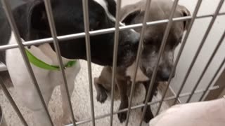 Belle-grey 1y A877382 Manyu-B&W 1y A831596 kennel 144 PACC shelter Belle seems very loyal2025100899