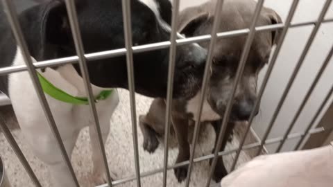 Belle-grey 1y A877382 Manyu-B&W 1y A831596 kennel 144 PACC shelter Belle seems very loyal2025100899