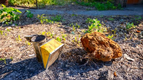 Top 5 Beekeeping Books for Beginners