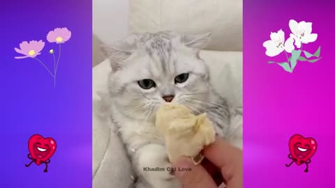 Kittens Playing Feeding Human Bond