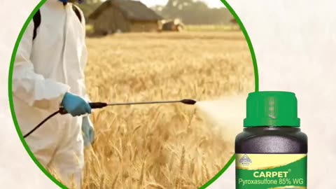 Carpet – The Best Herbicide for Farming Wheat | NACL Industries