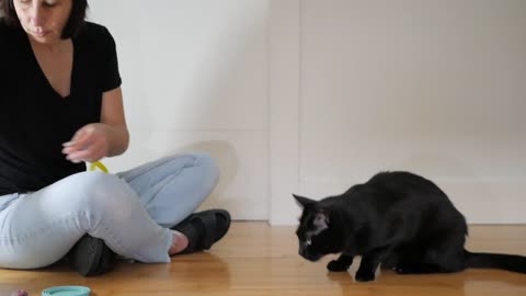How I Trained My Cat To Fetch