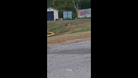 OMG, A family of cute Deer