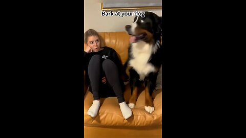 Barking at your dog – watch the reaction🐶