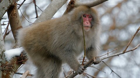Elusive Snow Monkeys _ Japan_s Northern Wilderness