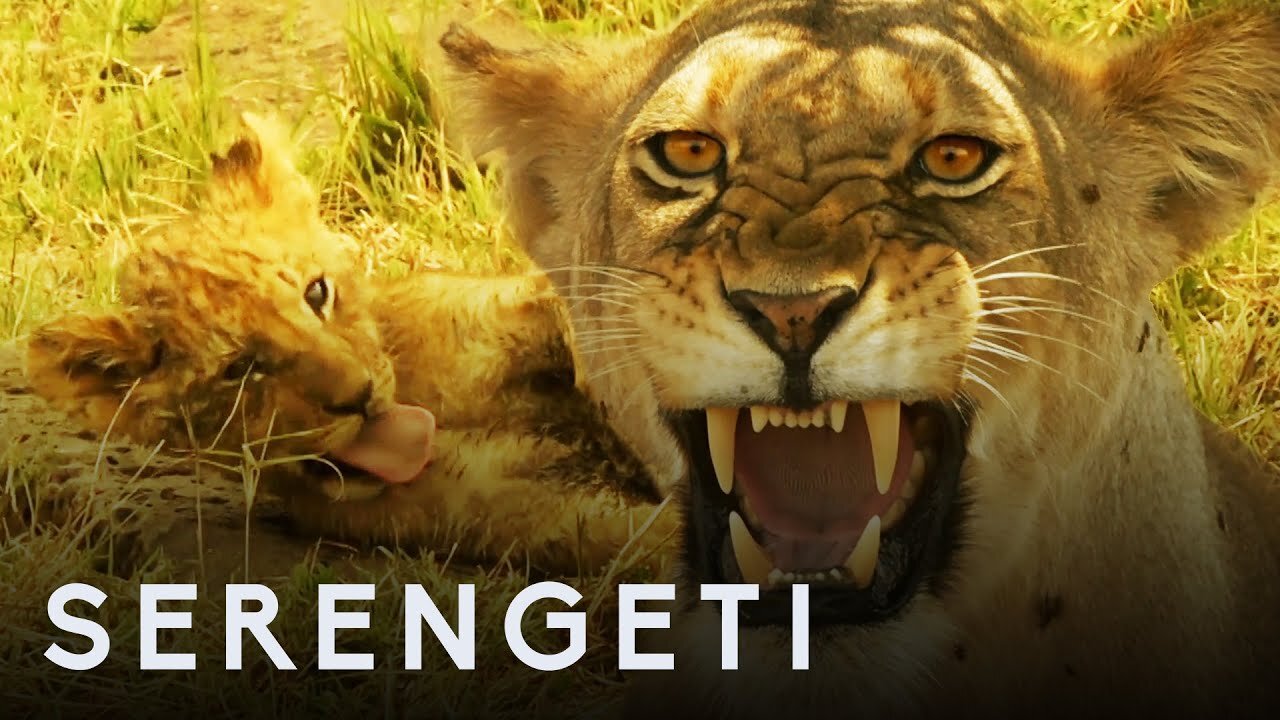 Kali the Lion Defends Cubs from Pack of Wild Dogs