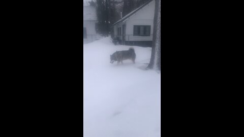 Tuesday December 30, I have called you back from the ends of the Earth.