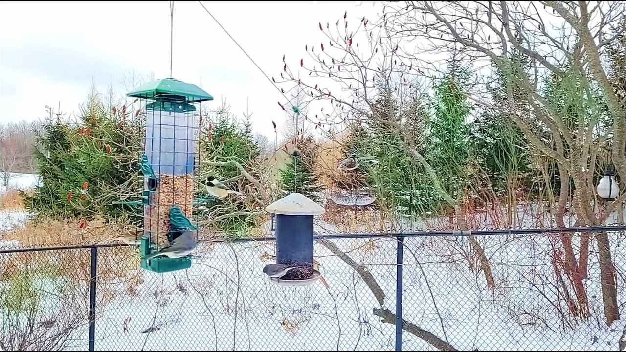 🔴 Live Cam Bird Feeder - Winter Snowy Countryside Backyard Birds watch