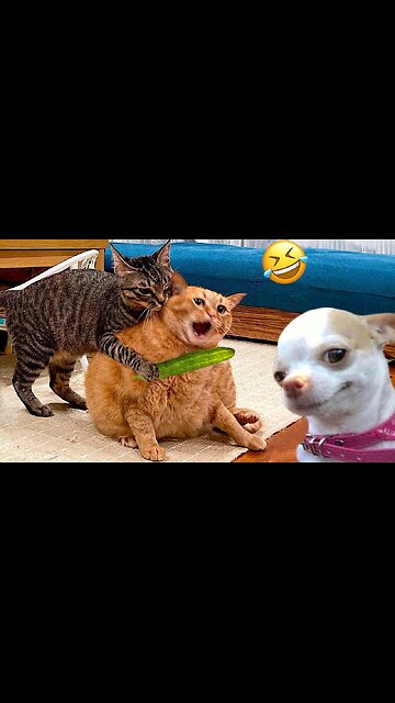 Funny doge or cat so funny doge