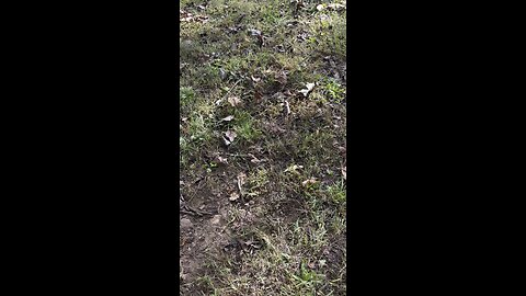 Adventure Jr in Jungle Wear by VGKC