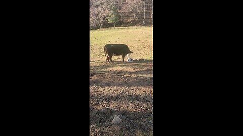 Momma cow and heifer calf.