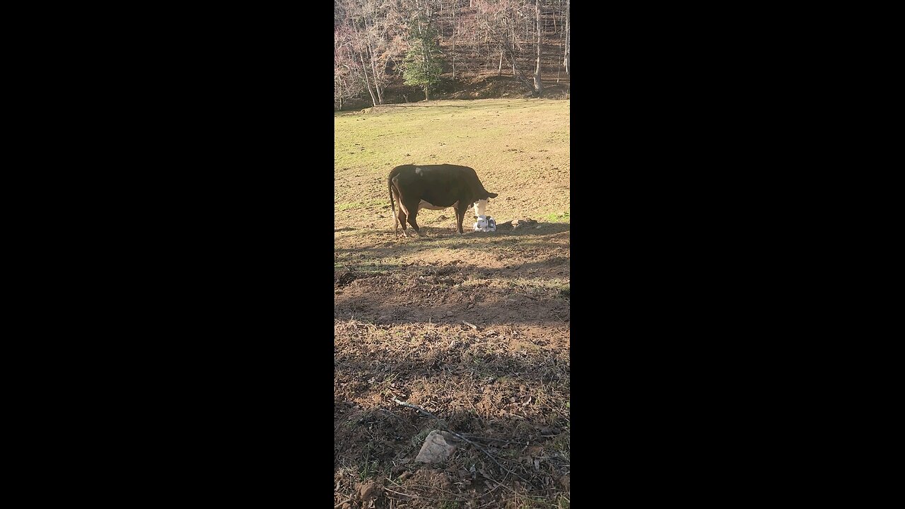 Momma cow and heifer calf.