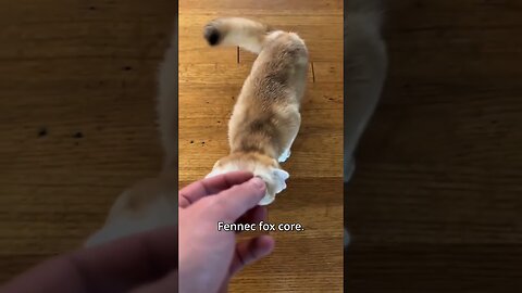 #fox #adorable