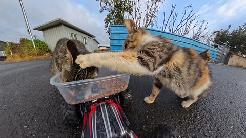A Cat Fight AND a Random Man Show Up?! Total Chaos