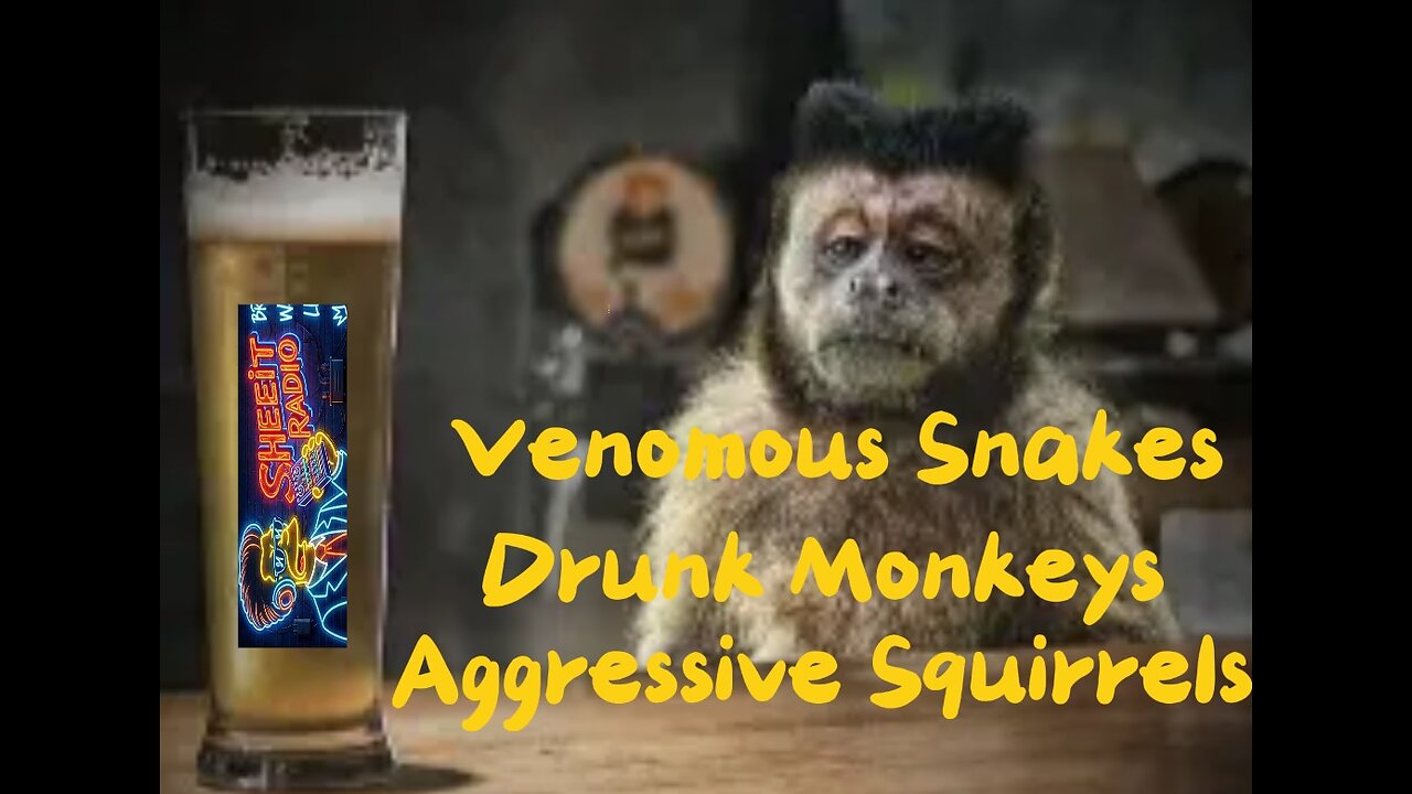 Venomous Snakes, Drunk Monkeys & Aggressive Squirrels