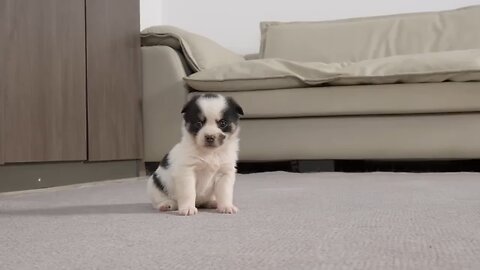 German Shepherd Tries to Comfort Crying Puppy