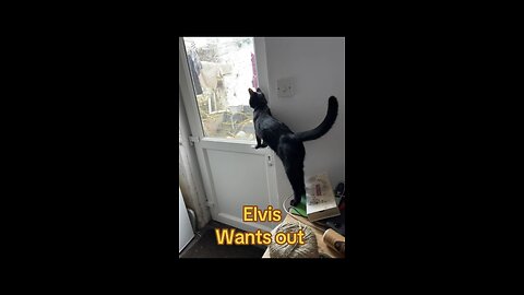 Elvis wants out!