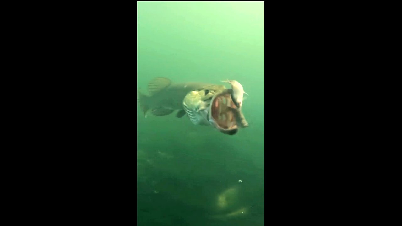 "Pike Fish Swiftly Sucks in Its Prey"