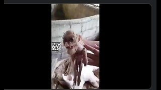 Another video of a human animal Hybrid leaked? Part human and part???