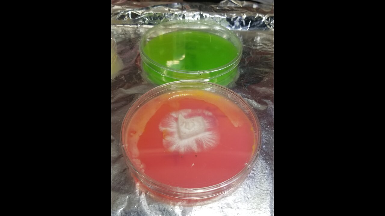 Cleaning up Bacterial Contamination ☢️. Using the Trapped Door 🚪 Method Of Agar 🧫🧬 Plate Transfers