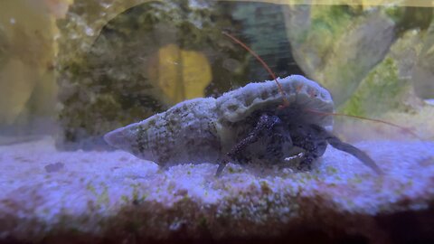 Hermit Crab closeup in 4K Part 2