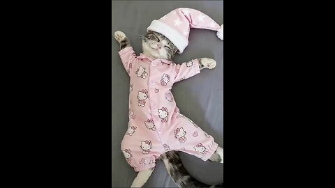 You can look at cats endlessly, finding comfort, inspiration, and meaning in them.