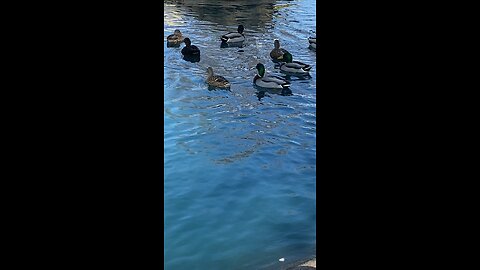 Mallard Ducks 🦆 #mallardducks #ducks #duck #followme #shorts #viral #trending