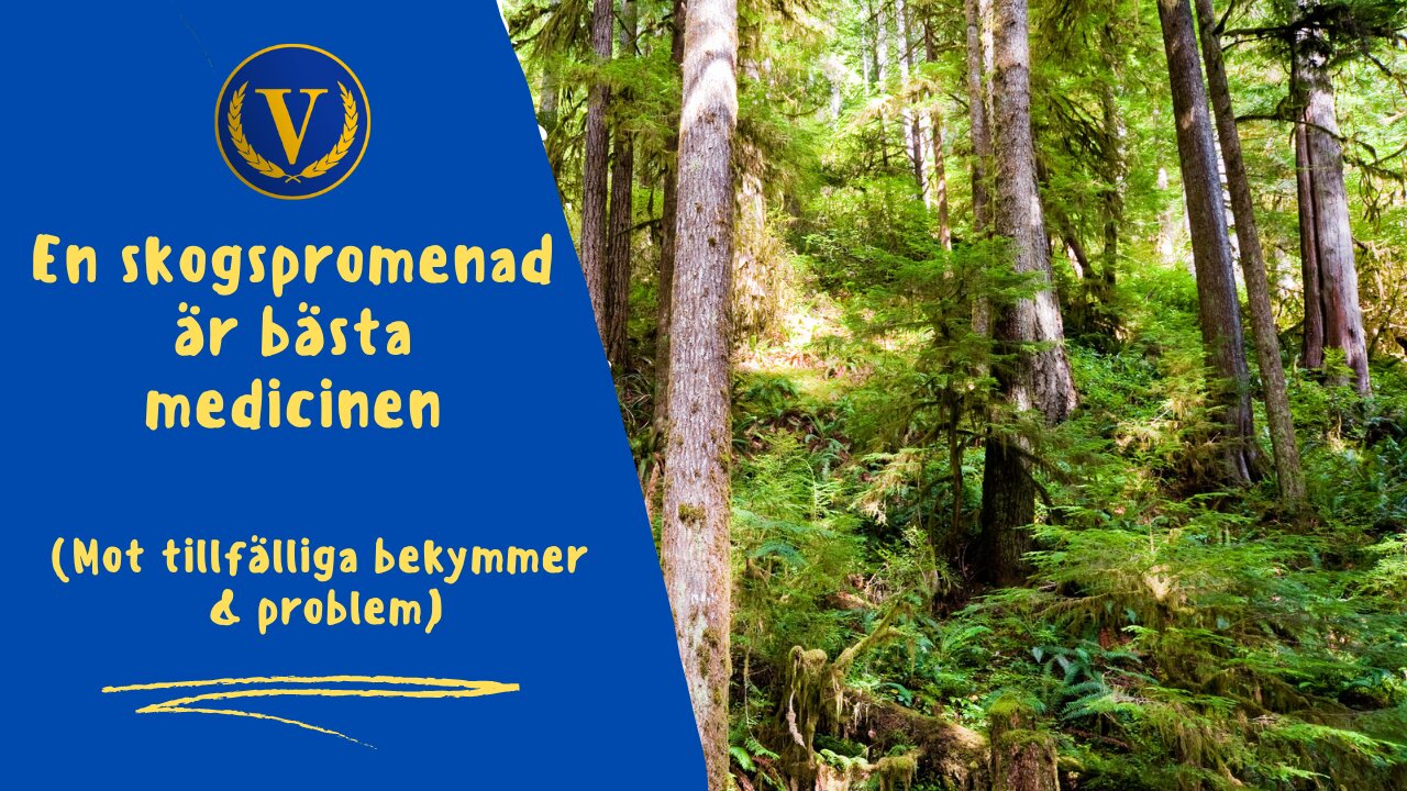 En skogspromenad är bästa medicinen (mot tillfälliga bekymmer & problem)