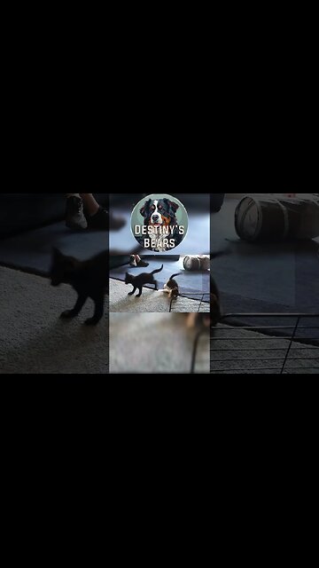 Come meet Yarnie and Salem! Mine and @TheRealTombliboos New KITTEN's! #cute #cutecat