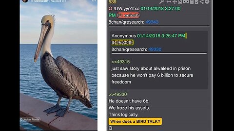 DAN SCAVINO - Instagram Story - A Bird and the Song Free Bird