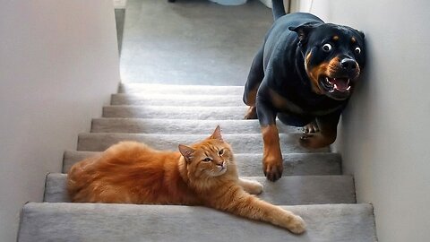 🤣Funny Animals 2026🤣Funny Dogs video🐶 part-26-01