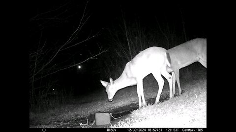 Deer Cam 12-30-2024