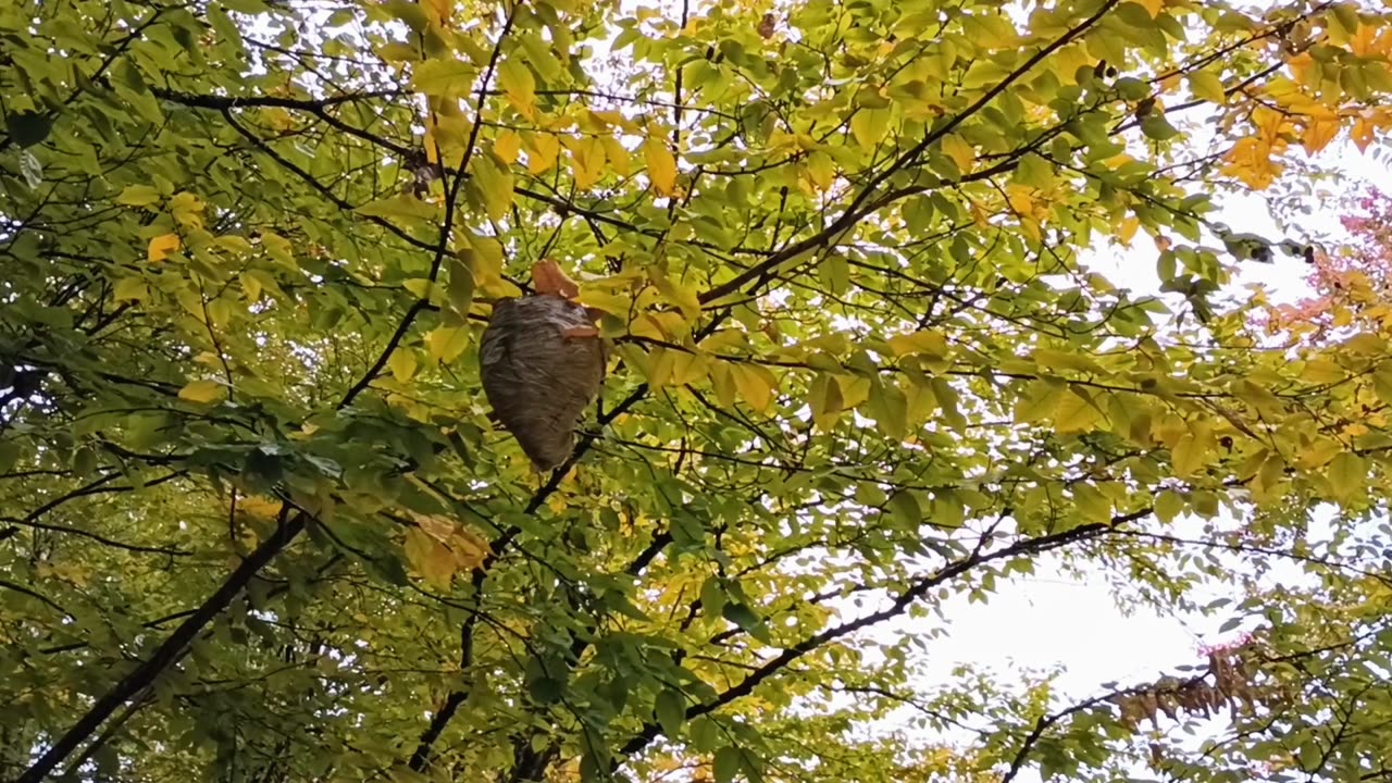 Wasp Nest