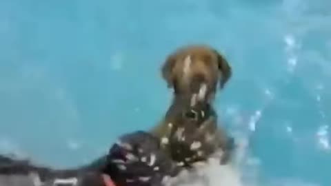 Funny Animals Fails Compilation ｜ Try Not To Laugh Challenge
