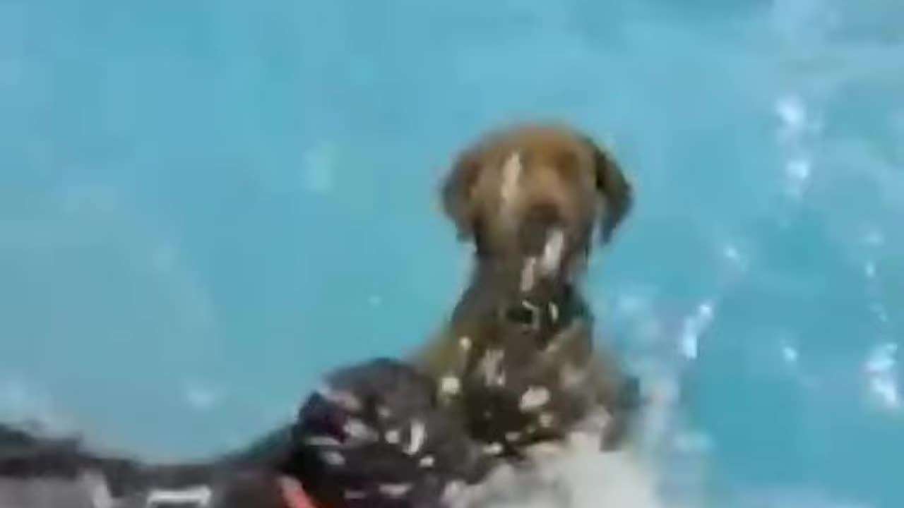 Funny Animals Fails Compilation | Try Not To Laugh Challenge