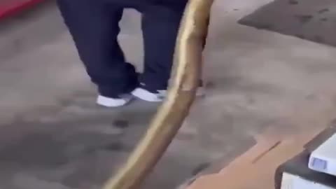 Snake Charmer Captures Huge Snake