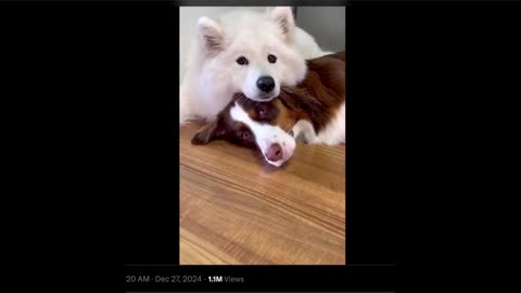 Dog Gets A Best Friend