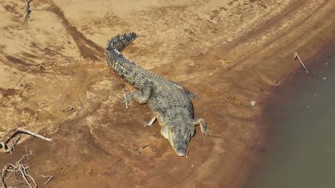 5 SCARY FACTS ABOUT CROCODILES, AN ANCIENT ANIMAL THAT STILL SURVIVES TODAY