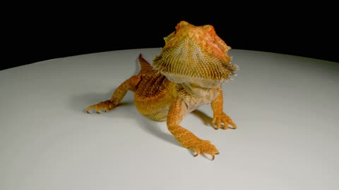 Red-headed agama lizard with black body grasps onto sharp rock
