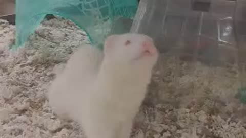 They are so sweet to have
