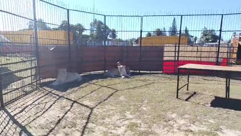 McLaren defends circus practices amid animal rights protests