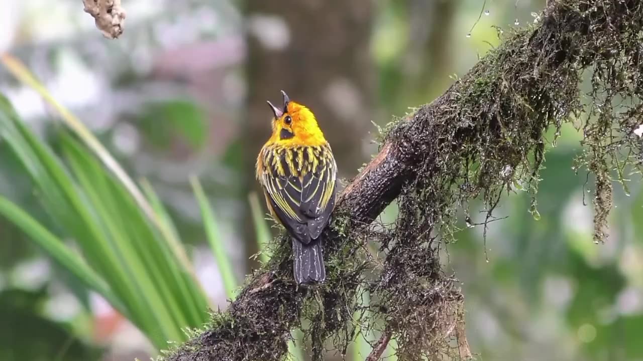 Amazing nature forest video l 4k video
