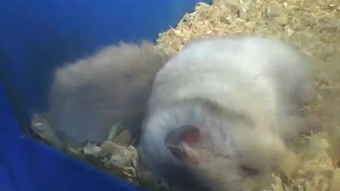 2 hamster sleeping, seem to be very sleepy, so cute! [Nature & Animals]