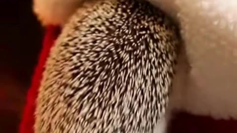 🎅🐶❄️ My Pet Is Inspecting the Christmas Cap Like It’s Highly Suspicious 😂🎄