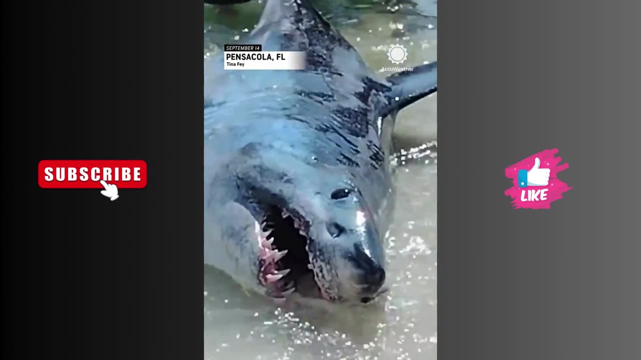 Florida Couple Helps Shark Back into Ocean