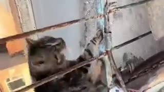 😂🐍 When Kittens Turn into Serpents! | FunFM