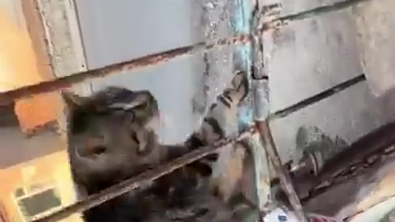 😂🐍 When Kittens Turn into Serpents! | FunFM